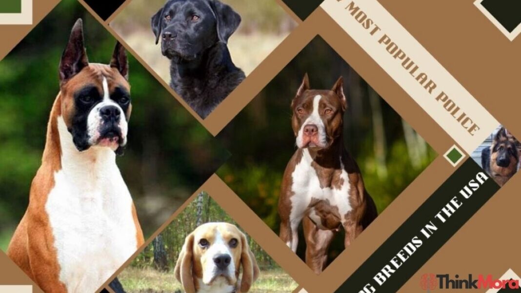 7 Most Popular Police Dog Breeds In USA: